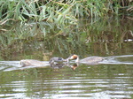 FZ020280 Great crested grebe (Podiceps cristatus) feeding young.jpg